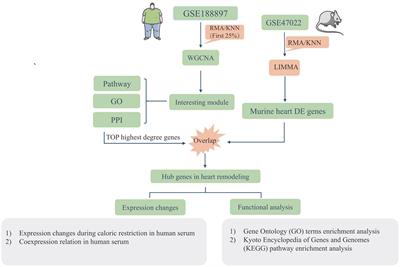 Critical Roles of ELVOL4 and IL-33 in the Progression of Obesity-Related Cardiomyopathy via Integrated Bioinformatics Analysis